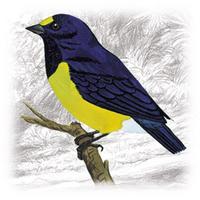 Euphonia minuta