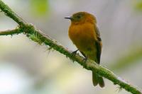 Birro Chico - Cinnamon Flycatcher - Pyrrhomyias cinnamomea