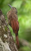 Black-banded woodcreeper in Suriname