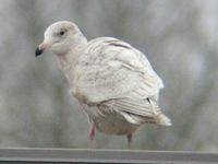 Glaucous Gull. Photo by Greg Gillson