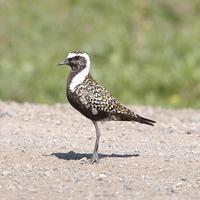 Golden Plover In Road