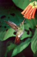 Rufous-tailed Hummingbird