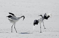 ...Red Crowned Crane , Grus japonensis , pair displaying together , Hokkaido Island Japan stock pho