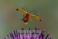 Common red soldier beetle ( Rhagonycha fulva ) stock photo