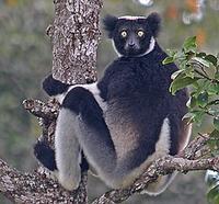 ...... the amazing Indri, the largest extant lemur (incredibly, everyone of Madagascar's 150 or so 