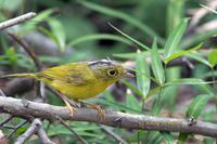 Grey-crowned warbler C20D 03976.jpg