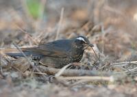 Siberian thrush C20D 03294.jpg