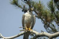 2. 송골매(松鶻매, peregrine falcon)