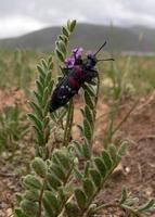 Beetle