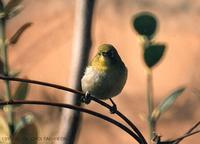 Japanese White-Eye Zosterops japonica 동박새