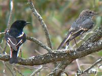 Hooded Robin