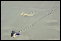 Portuguese man-of-war / Horseshoe Bay, Bermuda