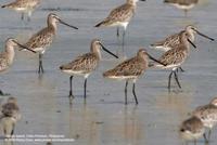 Asian Dowitcher Limnodromus semipalmatus Near-threatened