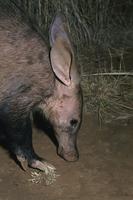 Aardvark, Tuissen de Riviere, Free State, South Africa. (25177)