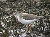 Chevalier           grivelé juv. (Tringa macularia)