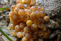 : Alytes obstetricans; Midwife Toad