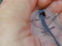 : Batrachuperus londongensis; Longdong Stream Salamander