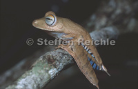 : Hypsiboas calcaratus
