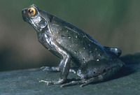 : Ophryophryne microstoma