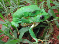 : Pachymedusa dacnicolor