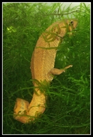 : Paramesotriton deloustali