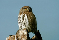 : Glaucidium gnoma; Northern Pygmy-owl