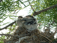 : Lanius ludovicianus; Loggerhead Shrike