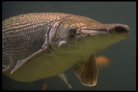 : Atractosteus spatula; Alligator Gars