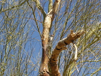 : Picoides scalaris; Ladder-backed Woodpecker;