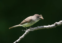 : Sayornis phoebe; Eastern Phoebe