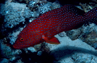 : Plectropomus oligocanthus; Highfin Grouper