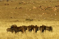 : Connochaetes gnou; Black Wildebeest