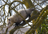 : Didelphis virginiana; Opossum