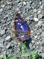: Apatura iris; Purple Emperor