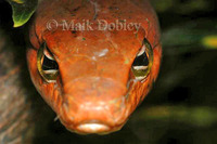 : Thelothornis capensis; Cape Twig Snake