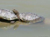 : Trachemys gaigeae; Big Bend Slider