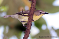 Golden-bellied Flyeater Scientific name - Gerygone sulphurea