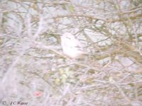 Southern Grey Shrike 