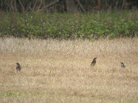 Turdus naumanni Dusky Thrush ツグミ