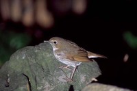 シマゴマ Rufous-tailed Robin Luscinia sibilans