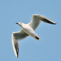 Slender-billed Gull