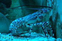 Panulirus ornatus - Ornate spiny lobster