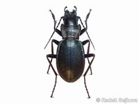 Carabus auriculatus auriculatus