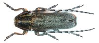 Agapanthia maculicornis maculicornis