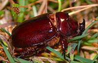 Oryctes nasicornis nasicornis