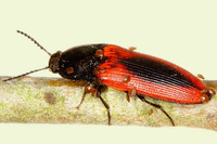 Ampedus sanguinolentus