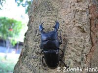 Dorcus titanus