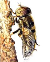Eristalinus sepulchralis - syrphid metallic fly wing