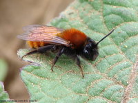 Andrena fulva