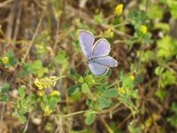 Cupido argiades - Short-tailed Blue